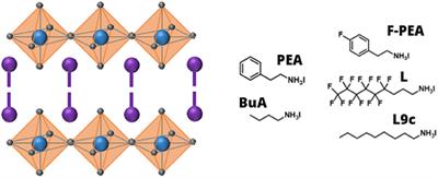 Vacuum-Induced Degradation of 2D Perovskites